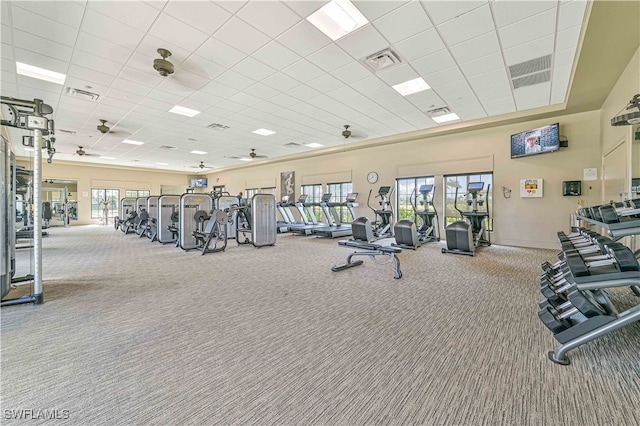 workout area featuring ceiling fan, carpet floors, a drop ceiling, and a healthy amount of sunlight