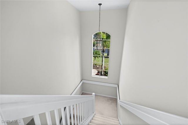 stairway with a wealth of natural light and carpet flooring