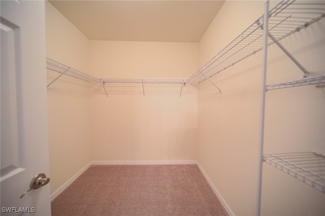 spacious closet with carpet