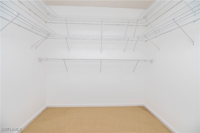 spacious closet with carpet