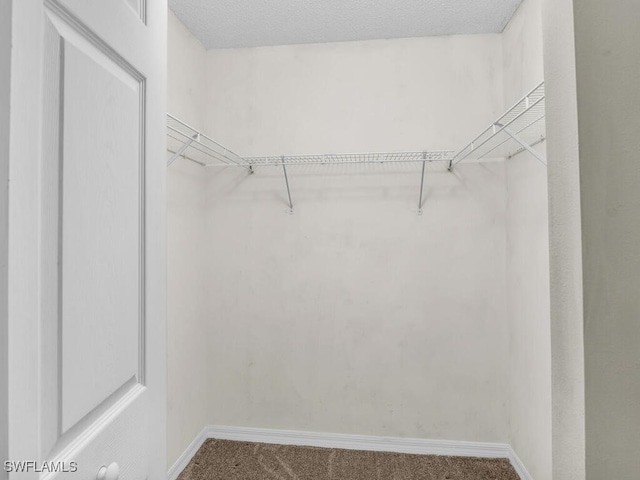 walk in closet featuring carpet floors