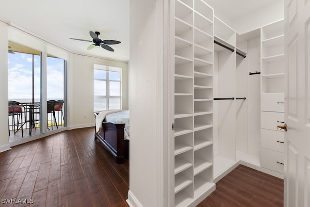 spacious closet featuring dark wood-type flooring and ceiling fan