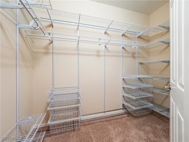 walk in closet featuring carpet floors