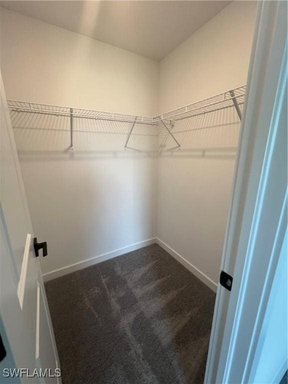 walk in closet with carpet flooring