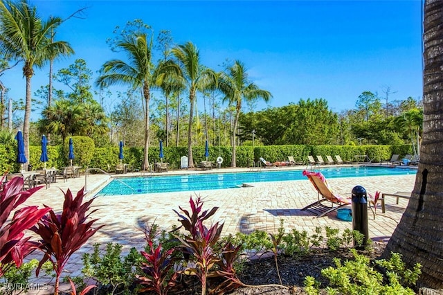 view of swimming pool featuring a patio