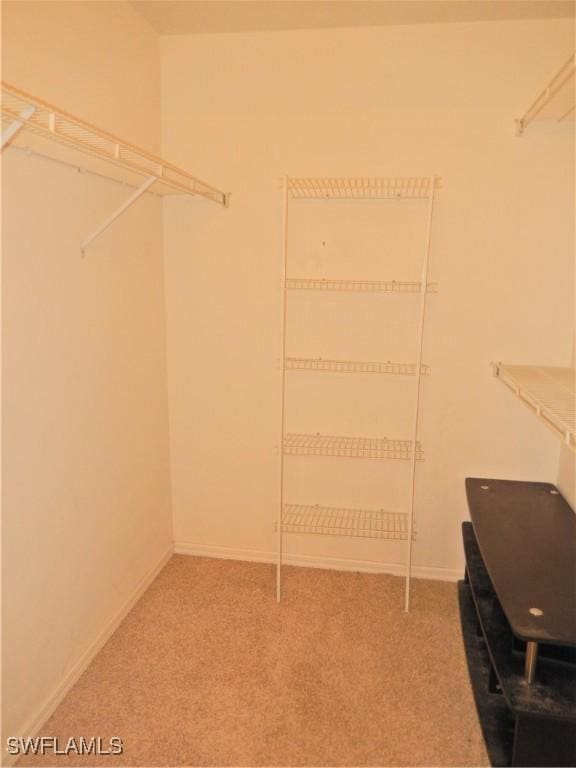 spacious closet featuring carpet