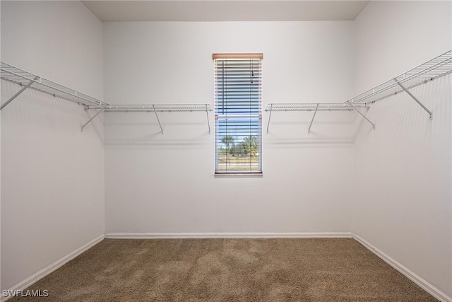 walk in closet with carpet flooring