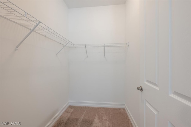 walk in closet with carpet floors