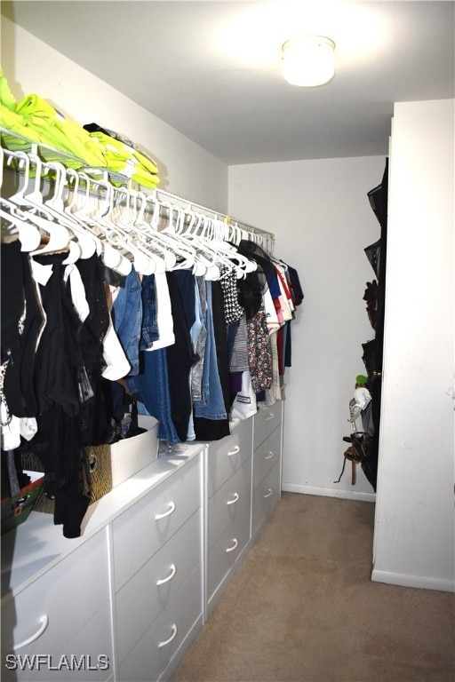 spacious closet featuring carpet