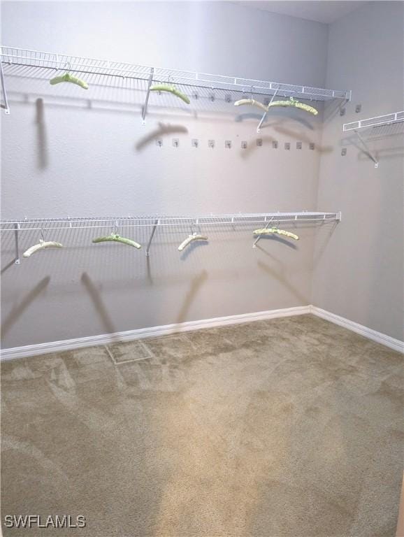 spacious closet with carpet flooring