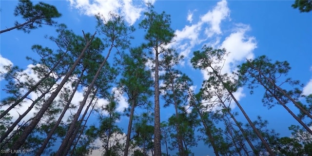 view of local wilderness