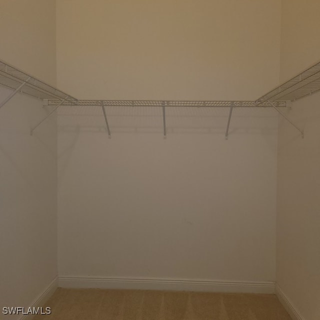 spacious closet with carpet flooring