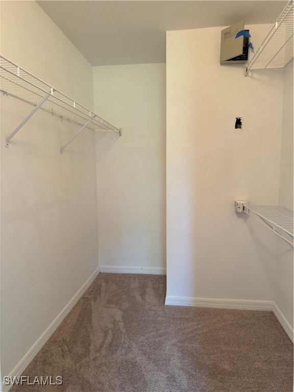 walk in closet with carpet flooring