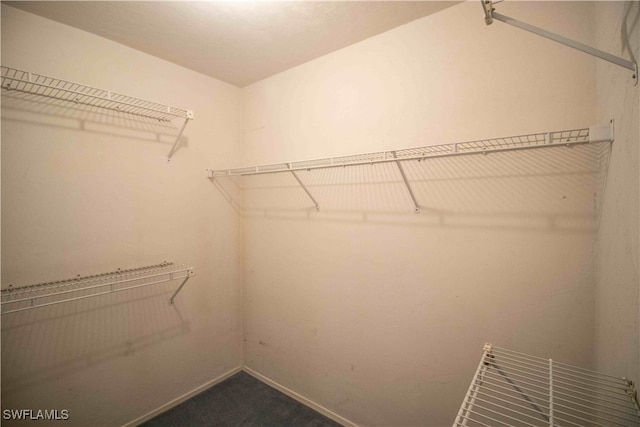 spacious closet featuring carpet floors