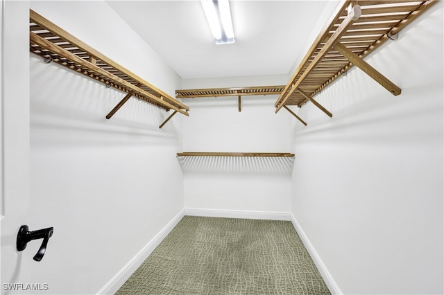 spacious closet with carpet flooring