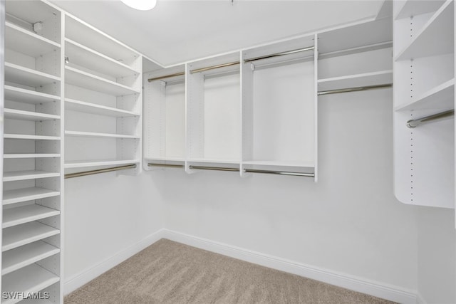 walk in closet with carpet floors