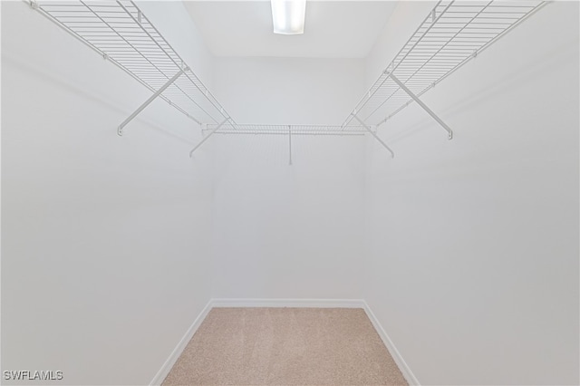 spacious closet with carpet flooring