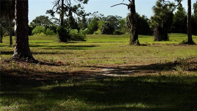 view of local wilderness