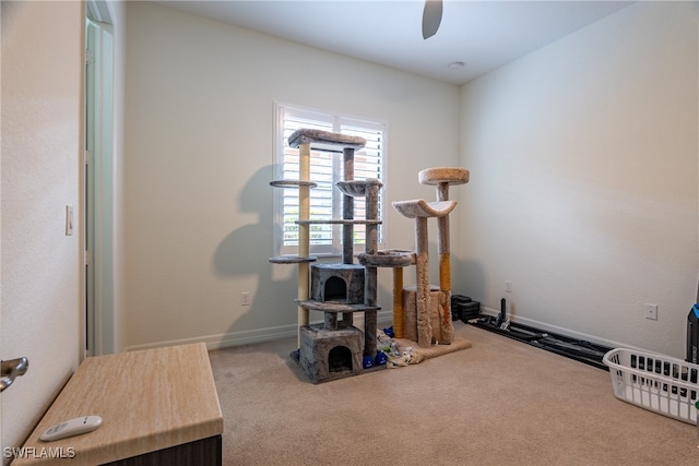 miscellaneous room featuring carpet flooring