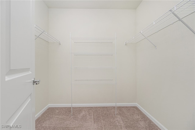 spacious closet with carpet flooring