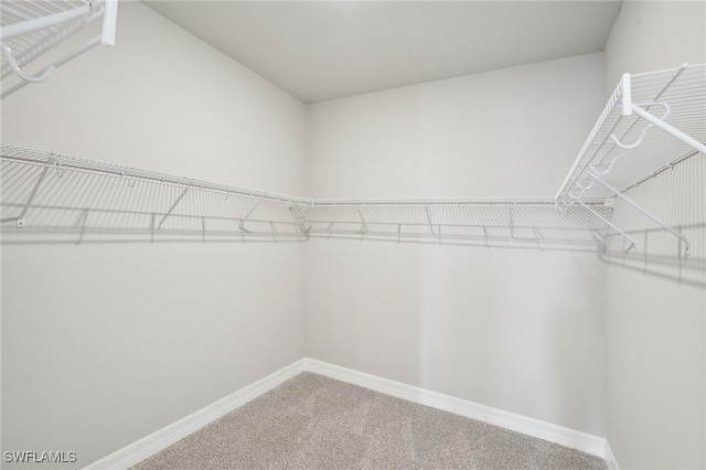 walk in closet featuring carpet flooring