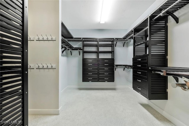 walk in closet featuring carpet floors