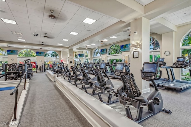 exercise room featuring carpet flooring, a drop ceiling, and ceiling fan