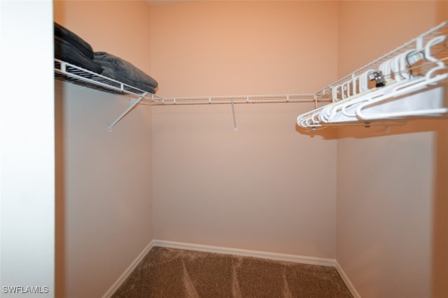 spacious closet featuring carpet flooring