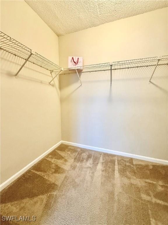 spacious closet featuring carpet flooring