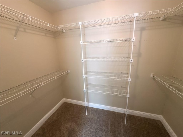 walk in closet with carpet floors