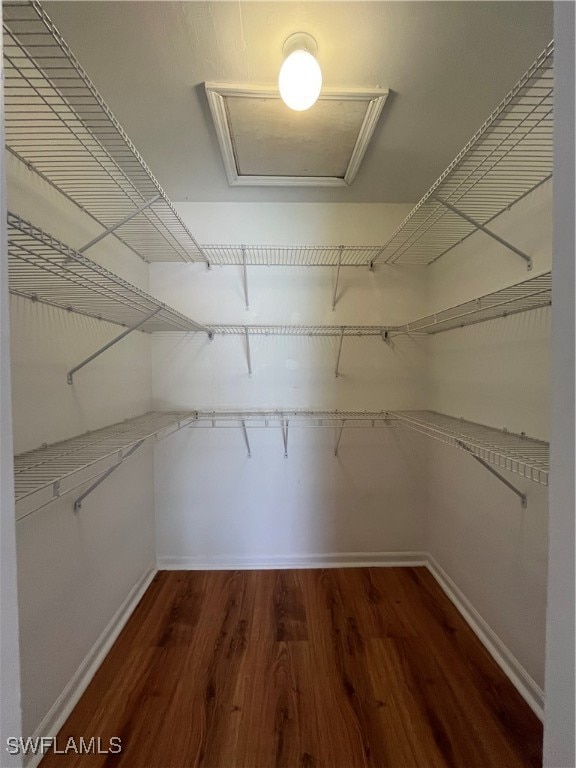 walk in closet with dark hardwood / wood-style floors