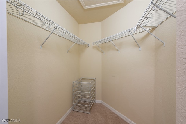 spacious closet featuring carpet