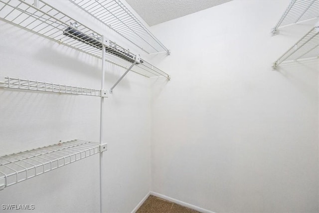 spacious closet featuring carpet