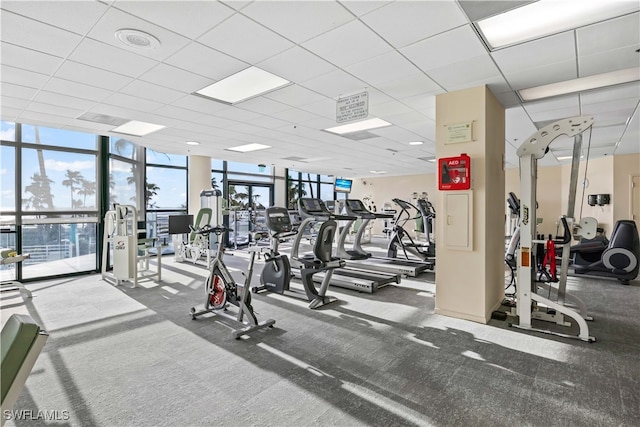 gym with a drop ceiling, floor to ceiling windows, and carpet floors