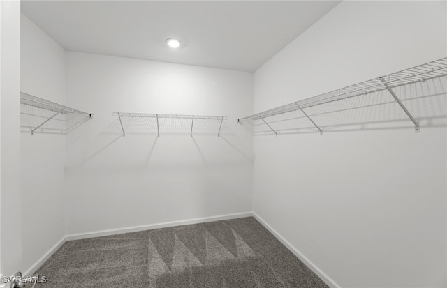 spacious closet featuring carpet floors