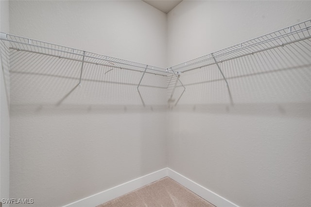 spacious closet featuring carpet floors