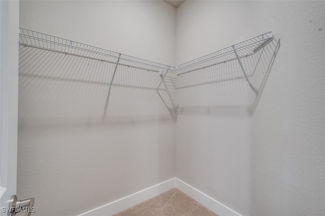 walk in closet with carpet flooring