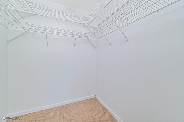 spacious closet featuring carpet floors