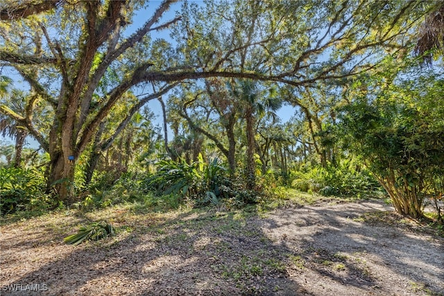 view of local wilderness