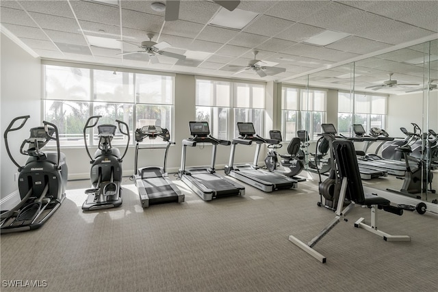 workout area featuring a drop ceiling, ceiling fan, and carpet