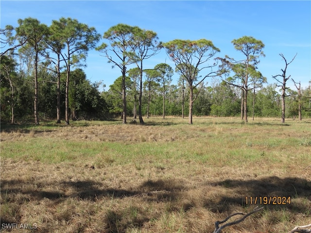 view of local wilderness