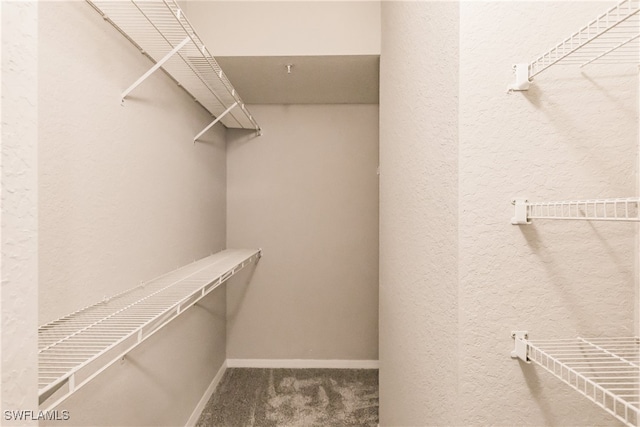 spacious closet featuring carpet floors