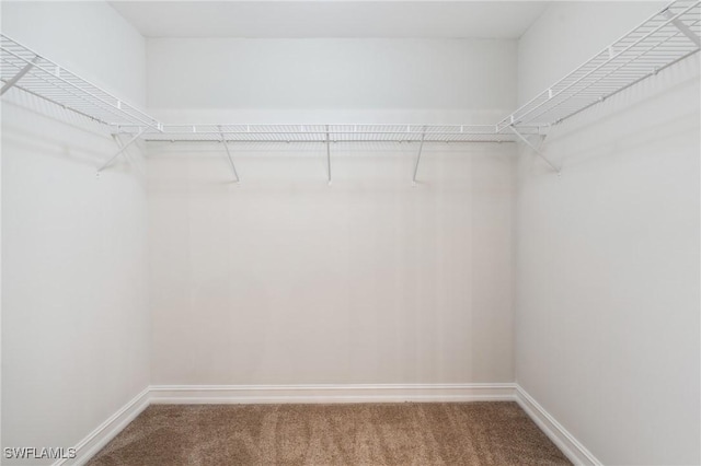 spacious closet featuring carpet flooring