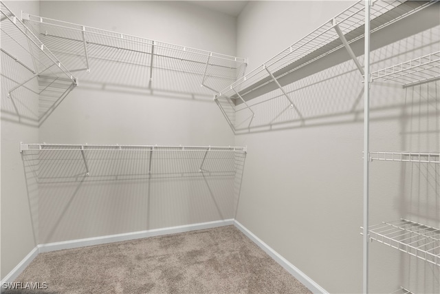 spacious closet featuring carpet