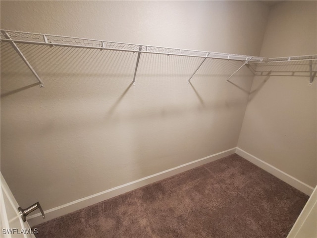 spacious closet featuring carpet floors