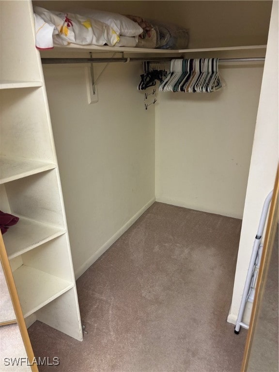 walk in closet featuring carpet floors