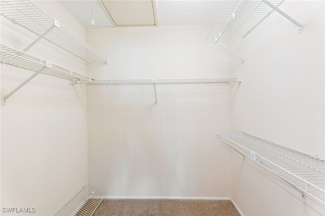 walk in closet with carpet flooring