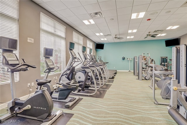 exercise room with a paneled ceiling, ceiling fan, and carpet flooring