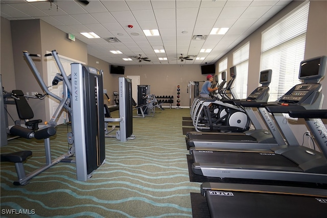 exercise room with a paneled ceiling, ceiling fan, and carpet floors