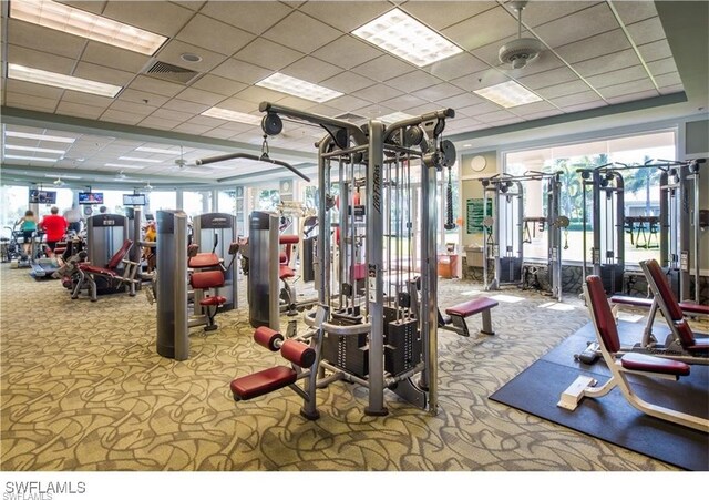 gym with carpet, a drop ceiling, ceiling fan, and a wealth of natural light